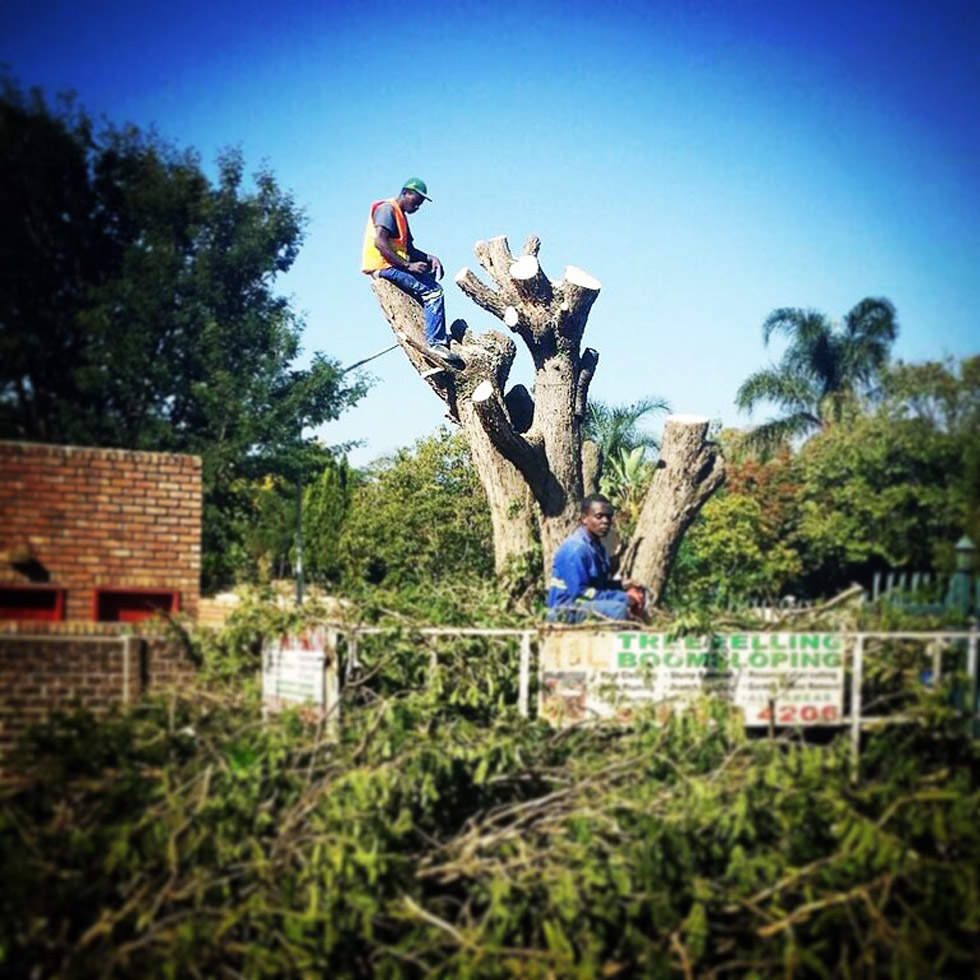 T & L Tree Fellers cutting down and removing a large tree in Pretoria East