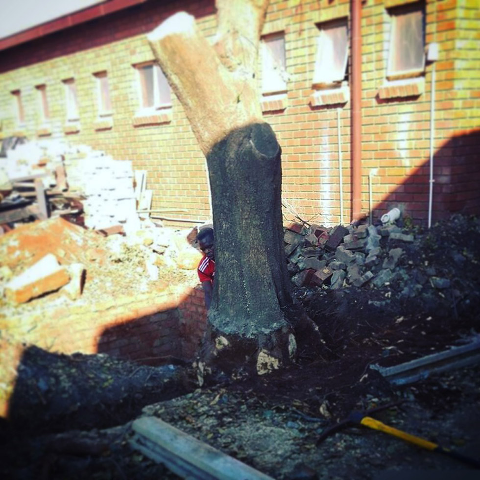 T & L Tree Fellers removing the stump of a large tree in Lynnwood, Pretoria