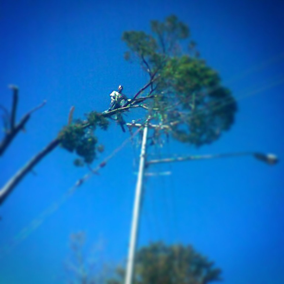 Pretoria based T & L Tree Fellers removing a tree before it falls on electric wires