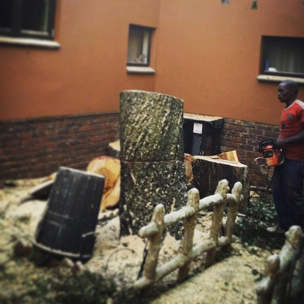 T & L Tree Fellers cutting down a large tree in a difficult courtyard in Menlo Park, Pretoria