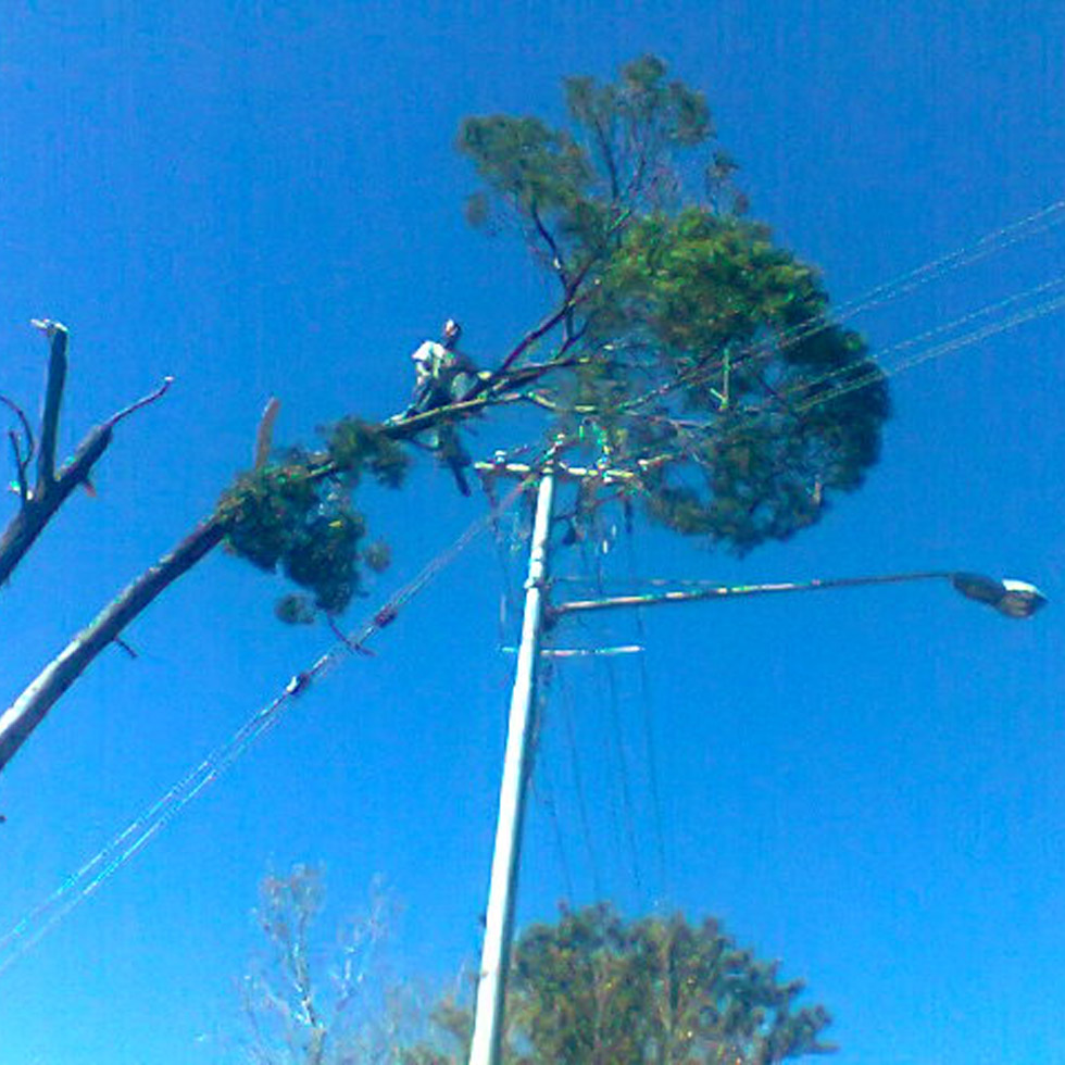 T & L Tree Fellers cutting down a tall tree threatening to damage telephone wires
