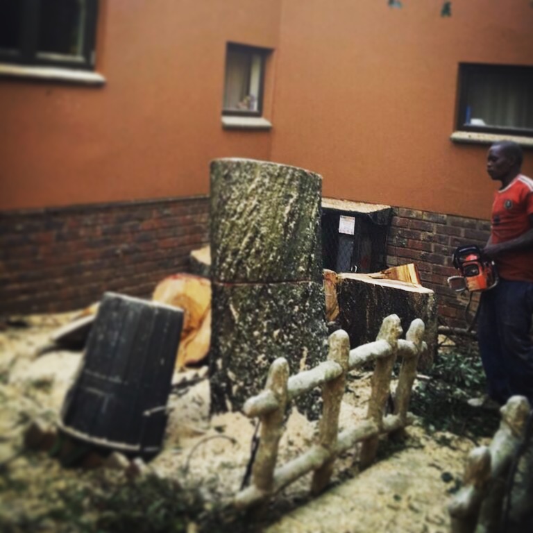 Removing a old tree that has damaged the roof of a house in Moreleta Park, Pretoria