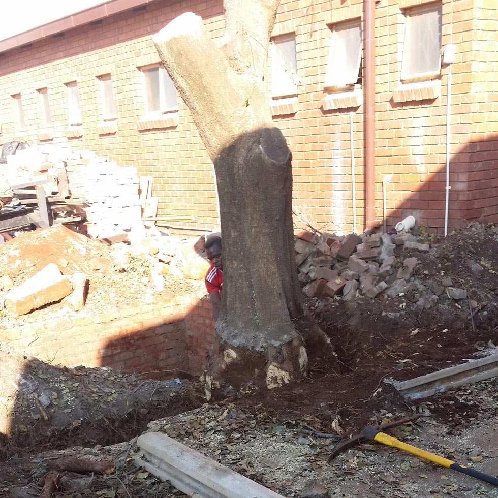 Digging up and removing a massive tree stump in a new development in Pretoria