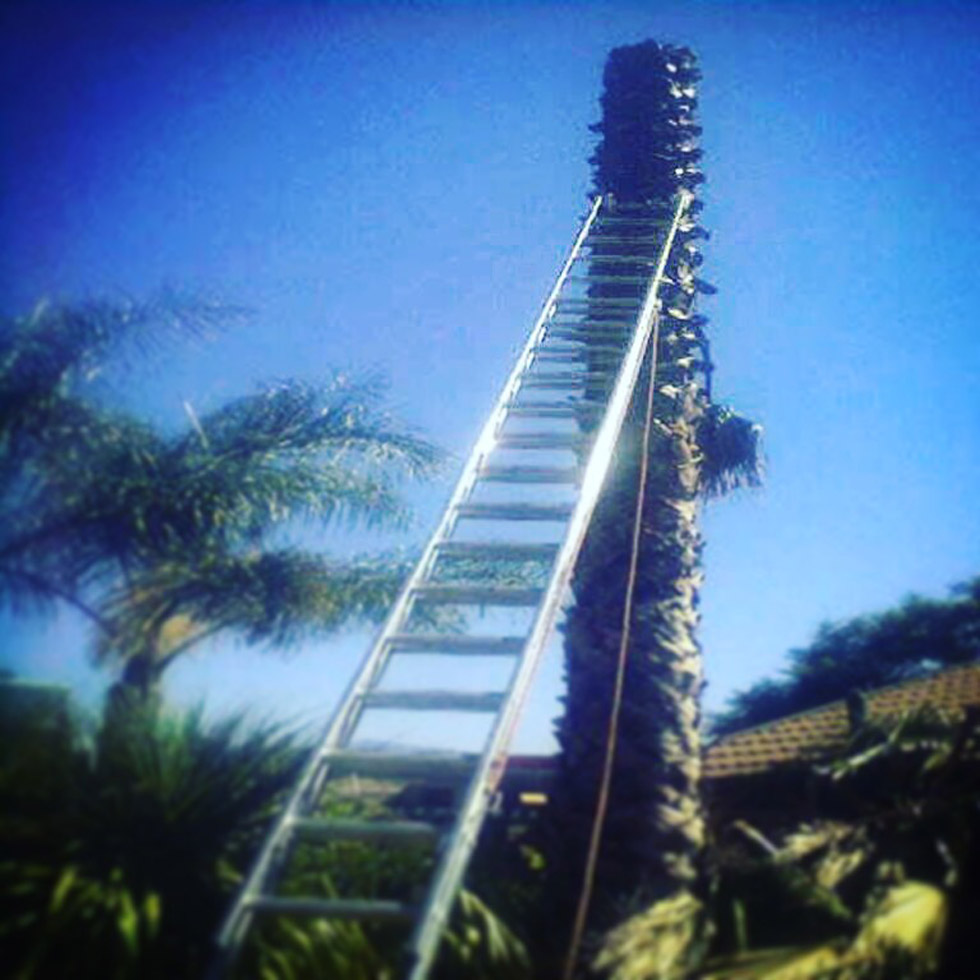 T & L Tree Fellers cutting down a dead palm tree in Lynnwood, Pretoria